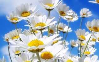 Спринцевание ромашкой при молочнице