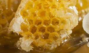 Лечение молочницы медом