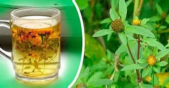 Череда при молочнице