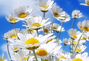 Лекарственная ромашка