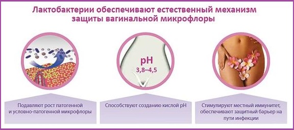 Роль лактобактерий