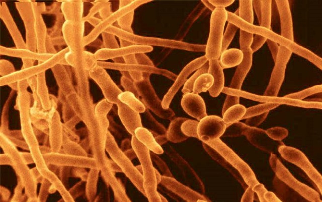 Грибки Кандида