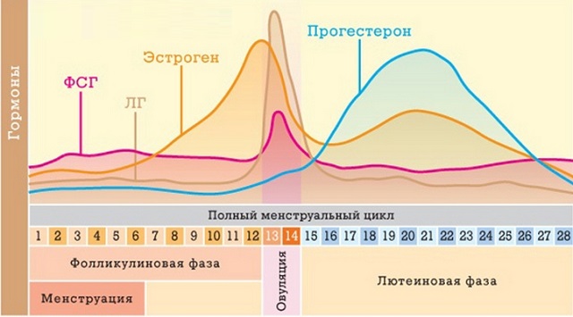 Гормоны в период овуляции