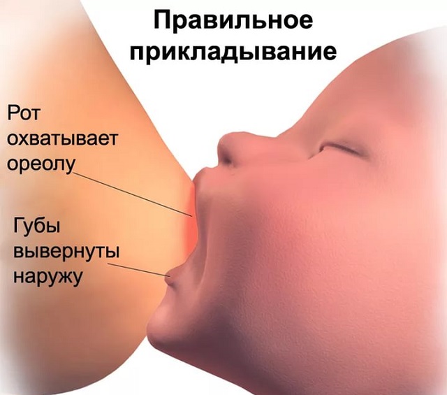 Правильное прикладывание ребенка к груди
