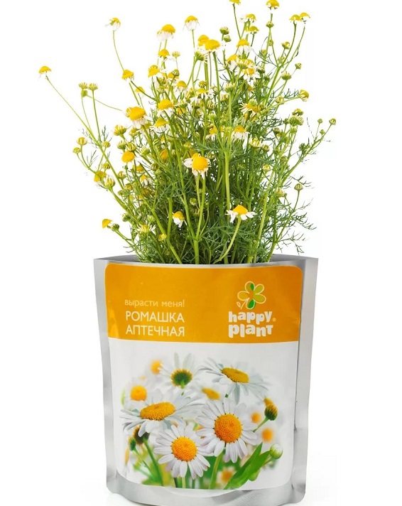 Ромашка аптечная