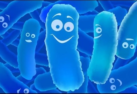 Лактобактерии