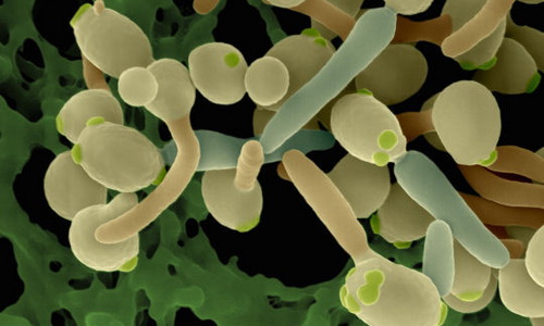 Грибок Кандида